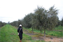 Weather Conditions Impact Australia’s Olive Harvest